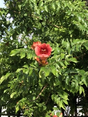 Campsis radicans