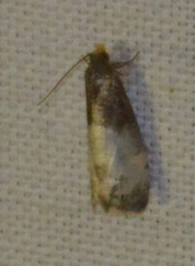 Notocelia cynosbatella