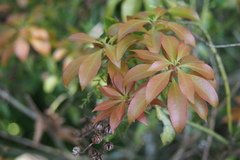 Pieris japonica