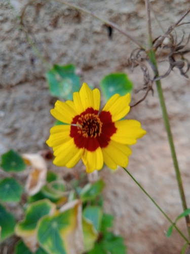 Foto de Margarida-dourada