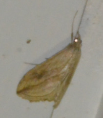 Evergestis forficalis