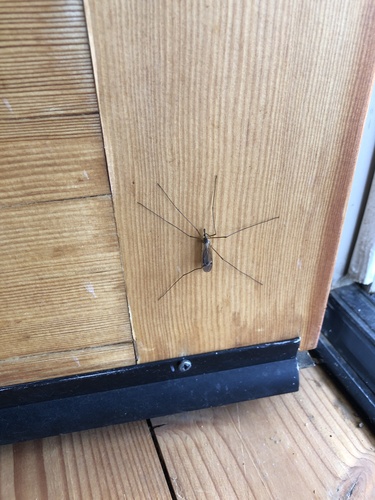 iNaturalist observation photo of Typical Crane Flies