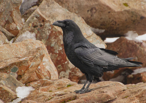 Cuervo grande (Corvus corax)