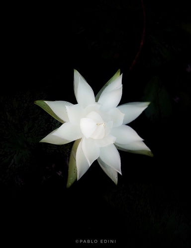 Nymphaea gardneriana