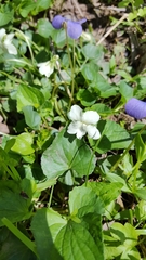 Viola striata