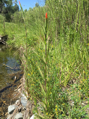 Castilleja minor stenantha