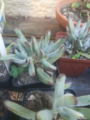 Cotyledon cuneata