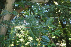 Torreya nucifera