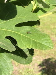 Diptera