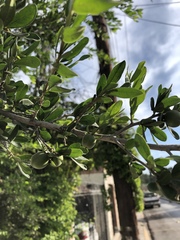 Diospyros texana