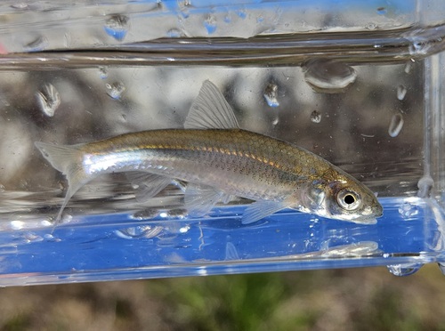 Rivierkarperzalm (Notropis blennius) — Cyprinidae — 4