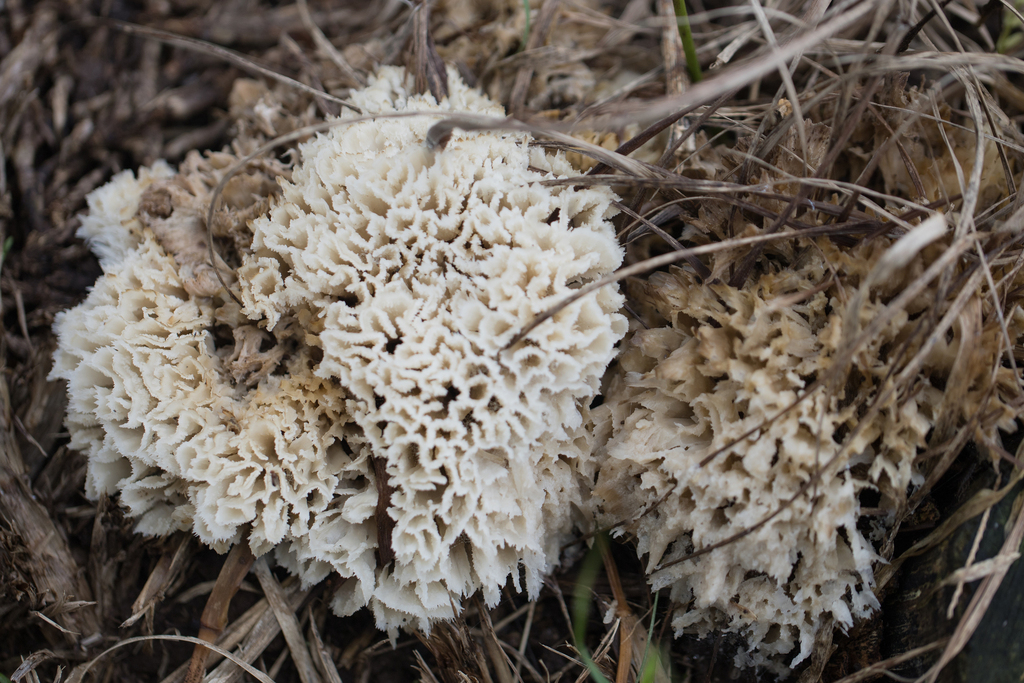 Irpex rosettiformis · April 2024 · photo: © ftsautter (iNaturalist, cc0)
