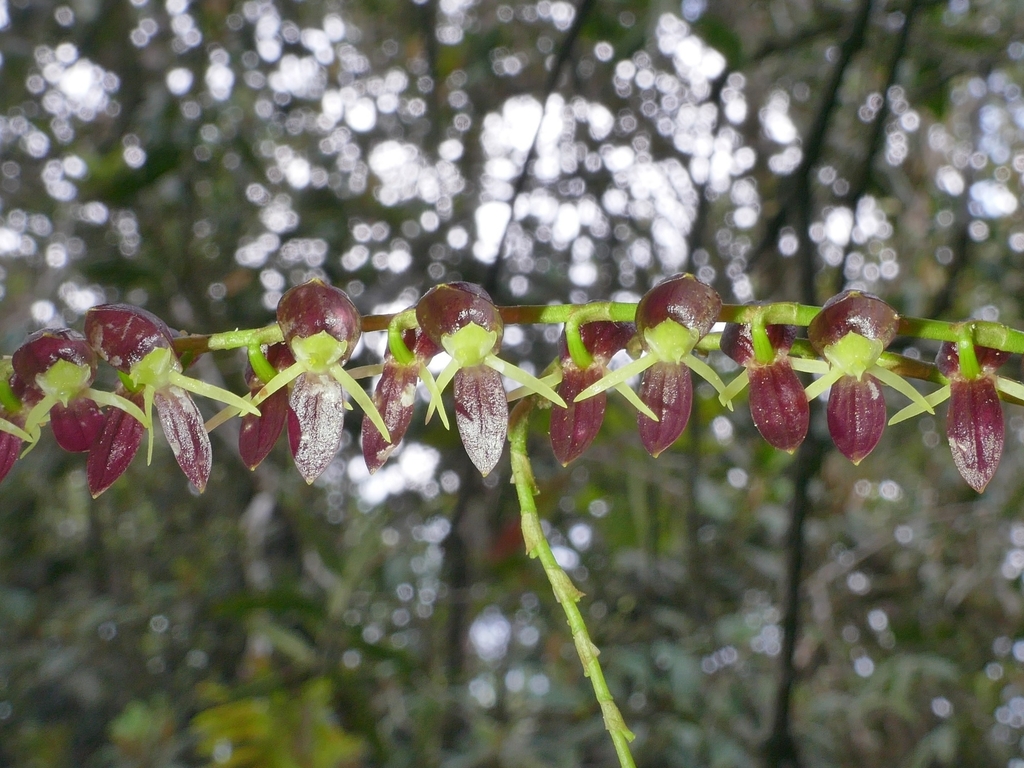 Pleurothallis penduliflora