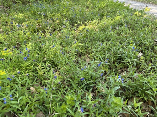 Purple Gromwell