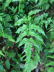 Pteris dispar