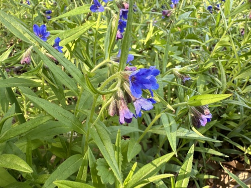 Purple Gromwell
