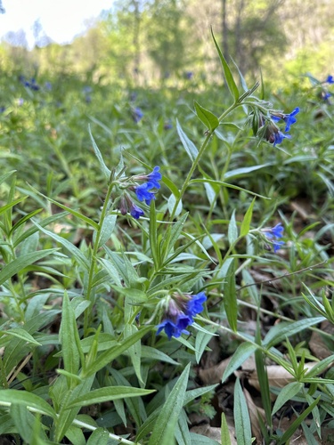 Purple Gromwell