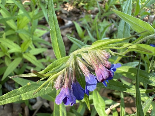 Purple Gromwell