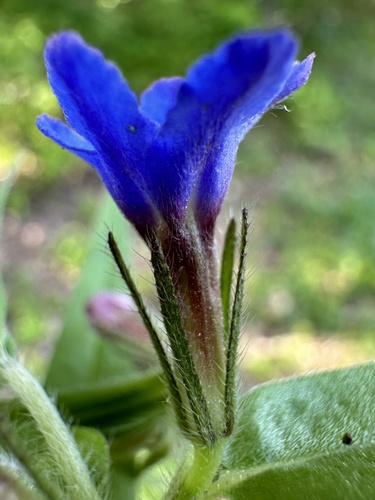 Purple Gromwell