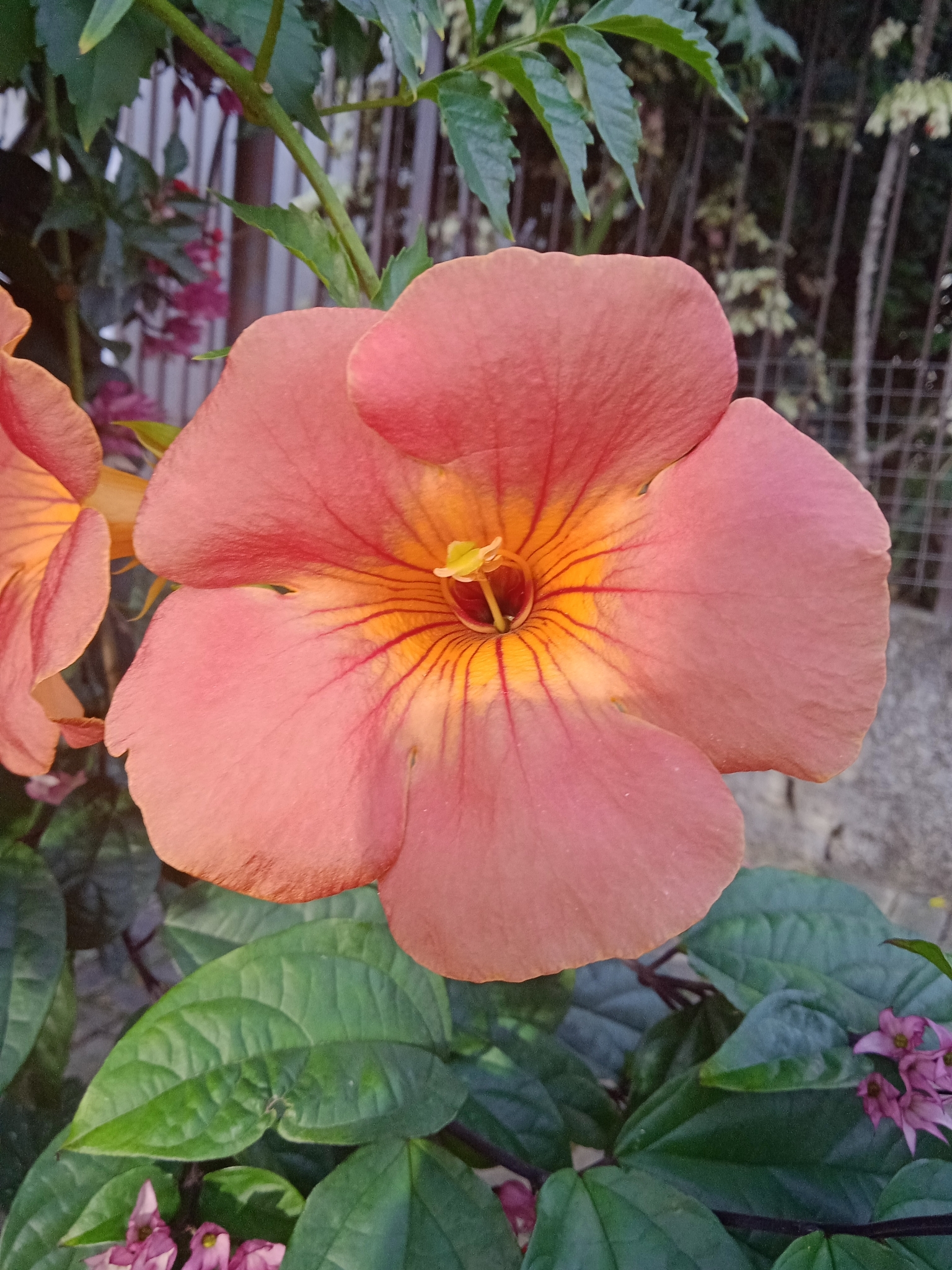 Campsis grandiflora