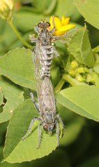Lasiopogon arenicola