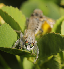 Lasiopogon arenicola