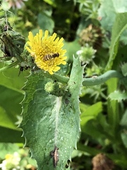 Diptera