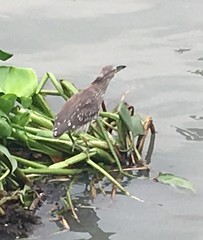 Nycticorax nycticorax