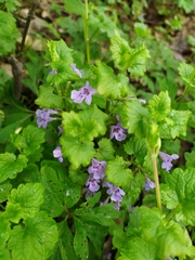Glechoma hederacea
