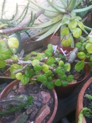 Plectranthus ernstii