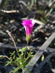 Oxalis bifida