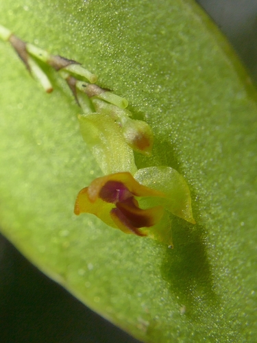 Image of Lepanthes wageneri by (c) Daniel Mesa, some rights reserved (CC BY)