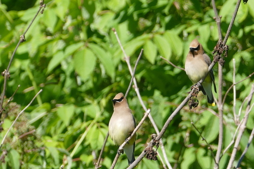 Cedar Waxwing photographed in Maine