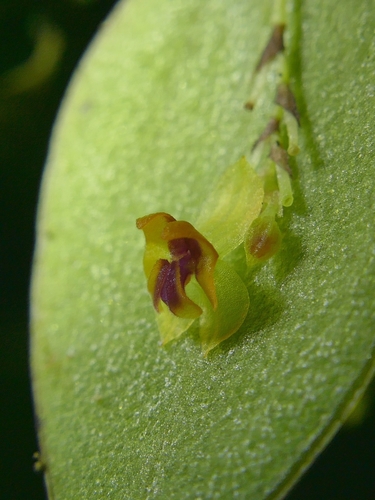 Image of Lepanthes wageneri by (c) Daniel Mesa, some rights reserved (CC BY)