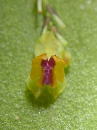 Image of Lepanthes wageneri by (c) Daniel Mesa, some rights reserved (CC BY)
