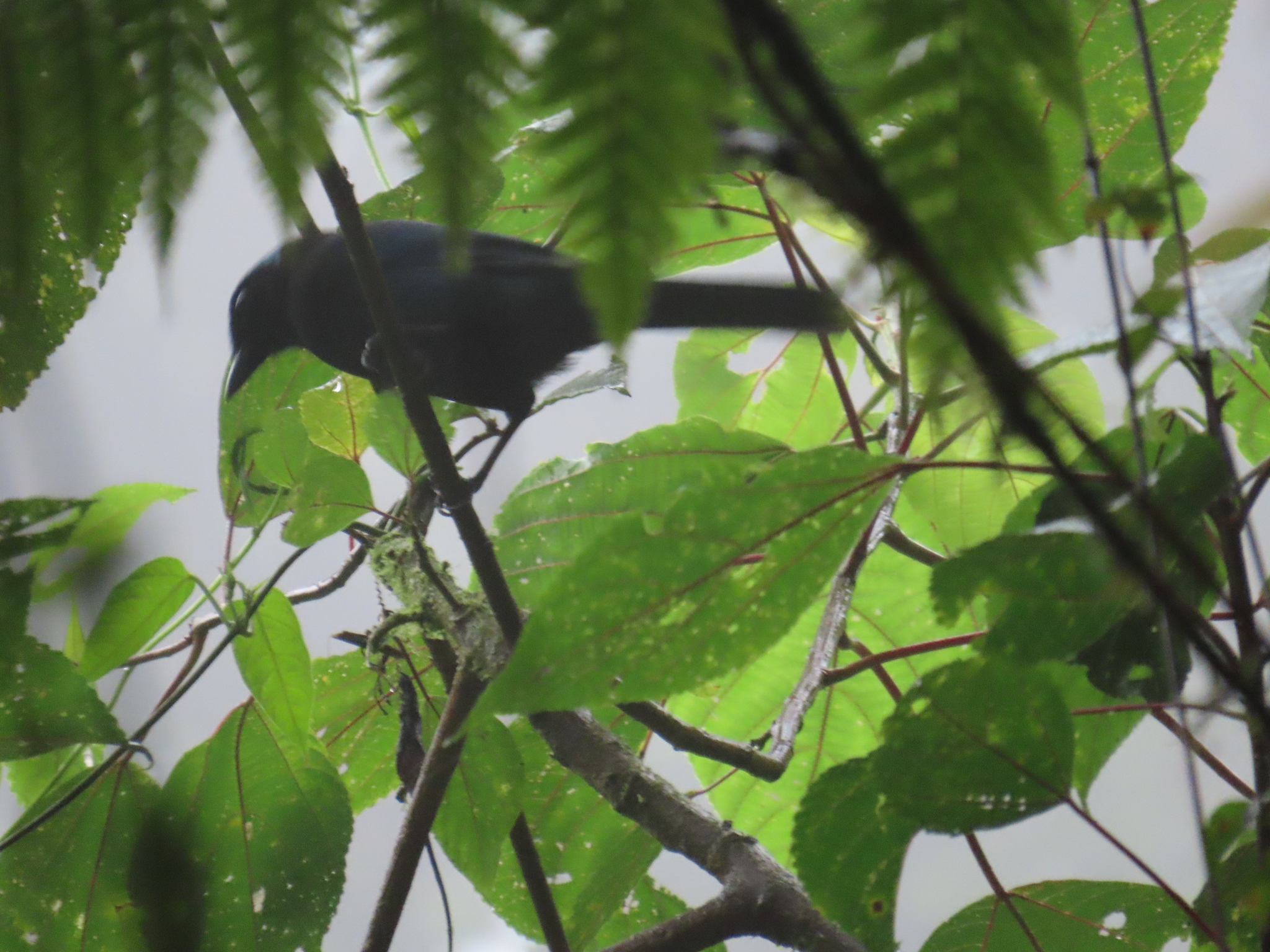 Azure-hooded Jay (Cyanolyca cucullata), photo 6