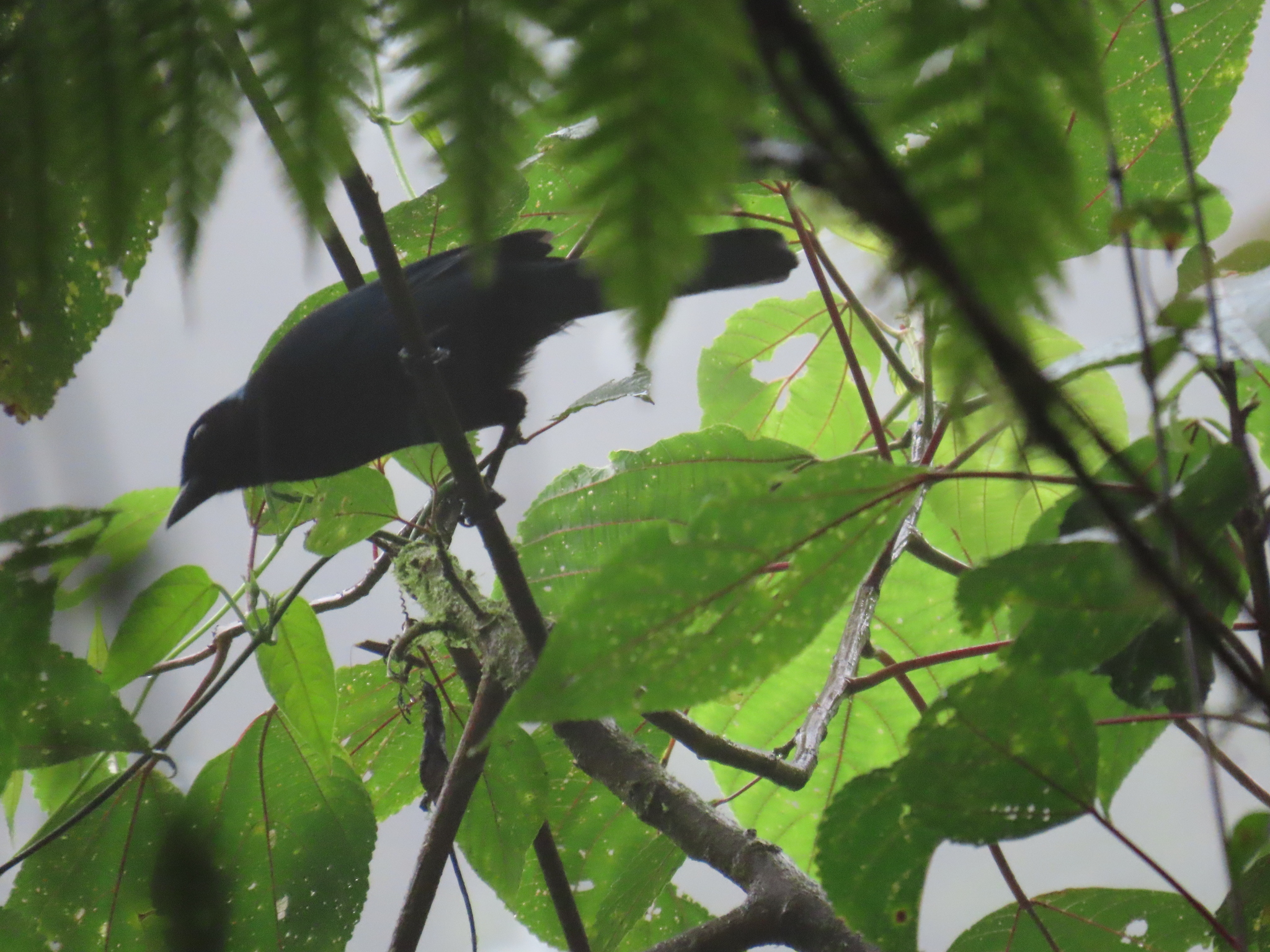 Azure-hooded Jay (Cyanolyca cucullata), photo 7