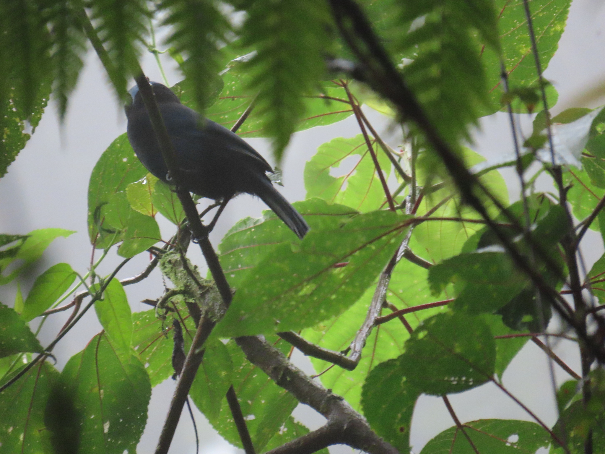 Azure-hooded Jay (Cyanolyca cucullata), photo 5