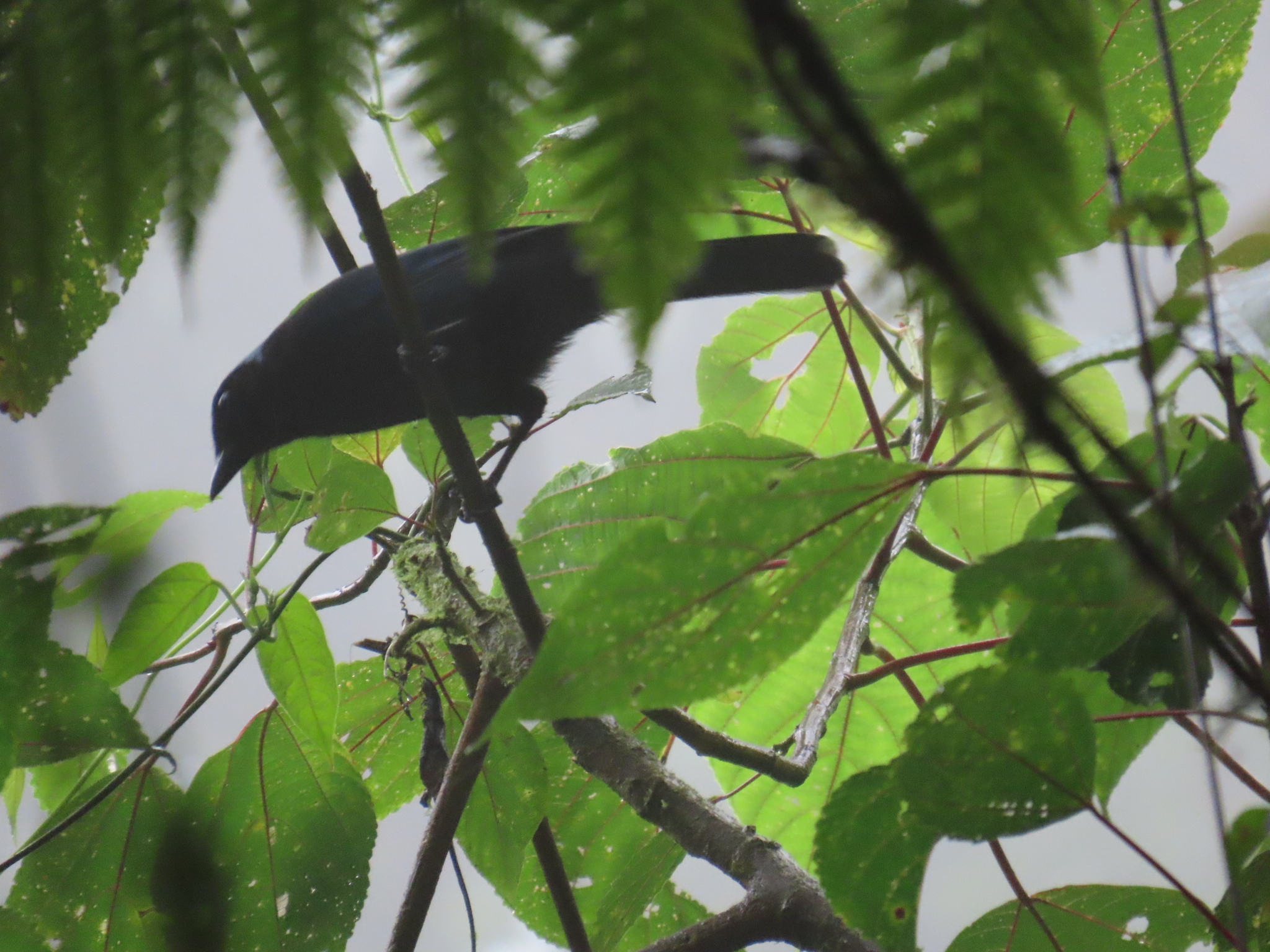 Azure-hooded Jay (Cyanolyca cucullata), photo 8