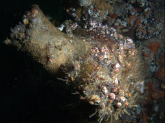 Pyura stolonifera