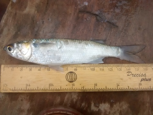 Common mullet (Mugil incilis) — Mugilidae — 4