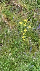 Jacobaea vulgaris