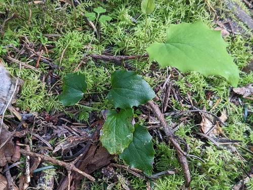Cascade Barberry seedling