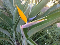 Strelitzia reginae reginae