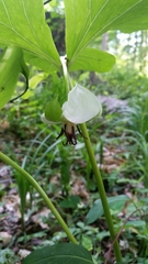 Trillium rugelii