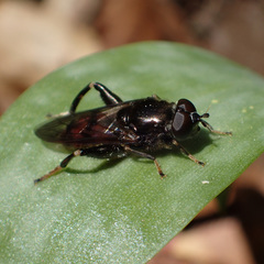 Chalcosyrphus libo