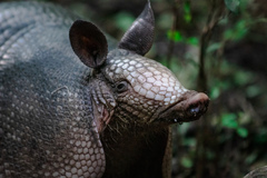 Nine-Banded Armadillo photo 3