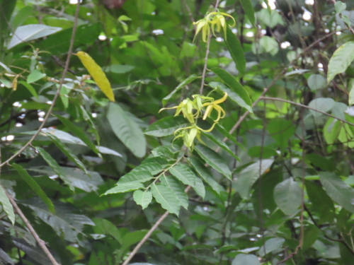Ilang-ilang (Cananga odorata)