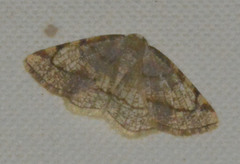 Stegania trimaculata