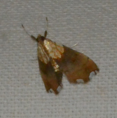 Agrotera nemoralis